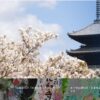 仁和寺